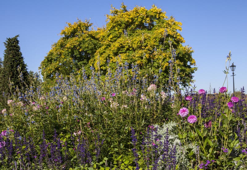 Wild Flowers in Hyde Park stock image. Image of greenery 60436315