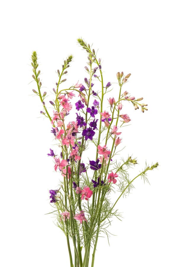 Wild flowers isolated