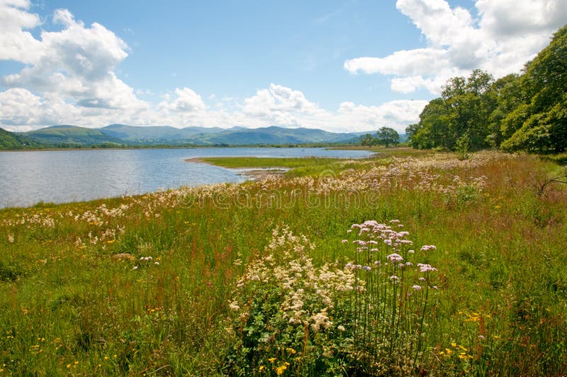 Wild flowers and the lake