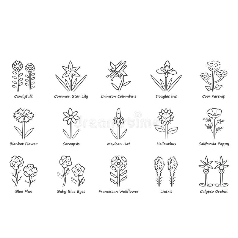 One Line Drawing of Flower Vector Images (over 7,400)