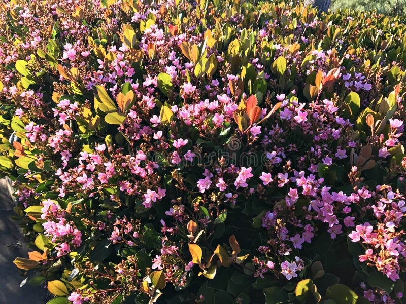 Wild Flowers on the Malibu Beach Stock Photo Image of flower, summer