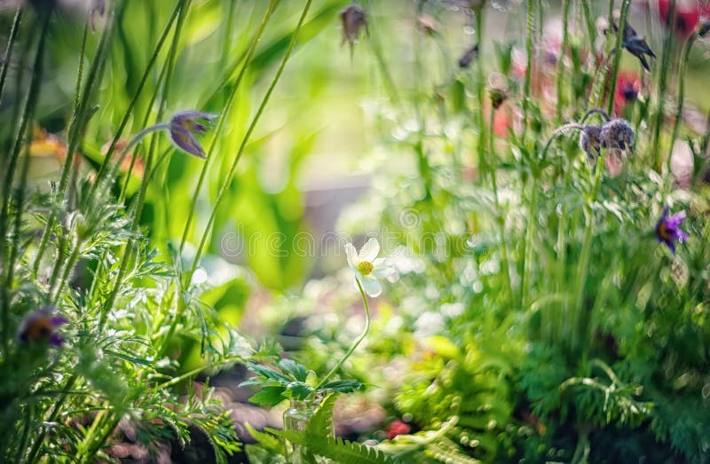 Wild flowers of the meadow anemones in nature. Natural summer background with wildflowers in the meadow in the morning sun close-