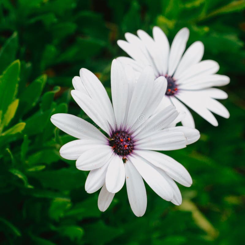 Wild Flowers. Minimal Nature Lover Concept Stock Photo - smell, plant: 189149696