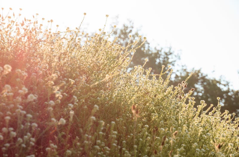 Wild flowers in the morning sun