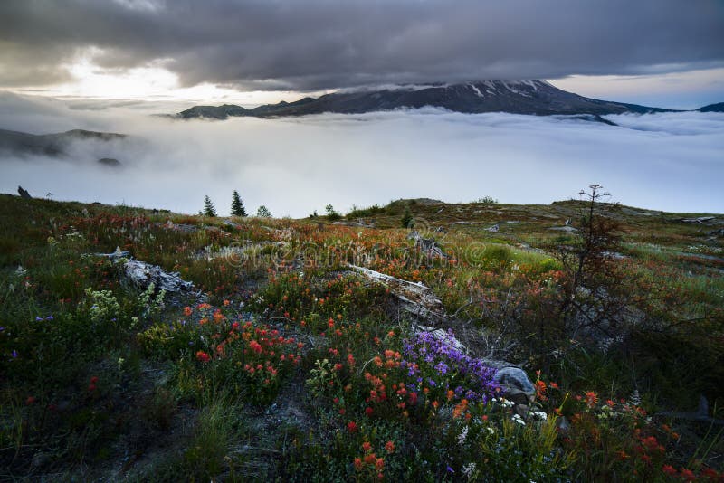 Wild Flowers and Mount St. Helens in early Morning Fog