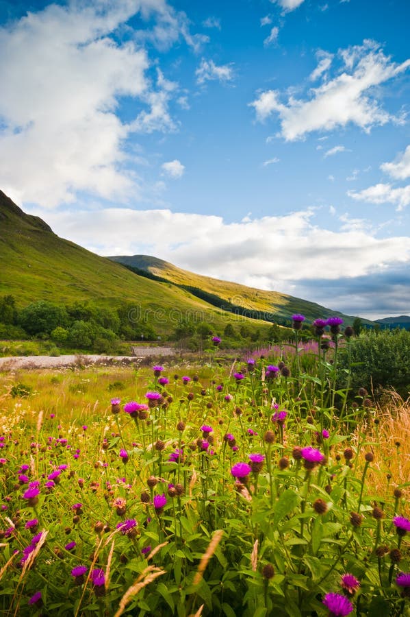 Wild Flowers On Mountains Hill, Scotland Stock Image - Image of summer ...
