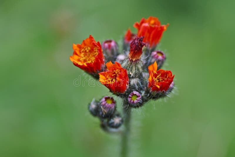 The Wild flowers, orange hawkweed. Hieracium aurantiacum. royalty free stock photo The Wild flowers, orange hawkweed. Hieracium aurantiacum. royalty free stock photo