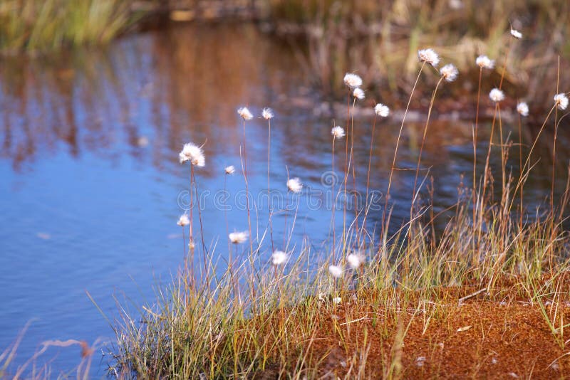 Wild flowers by the pond stock image. Image of lily 142601953