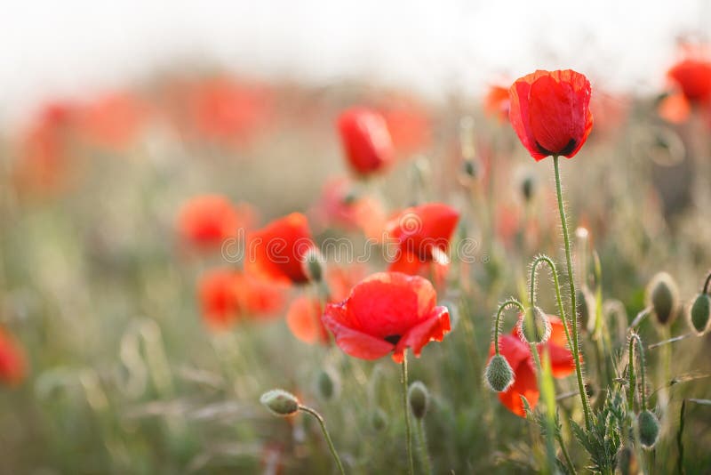 Wild flowers of the red poppy. Farm, environment.