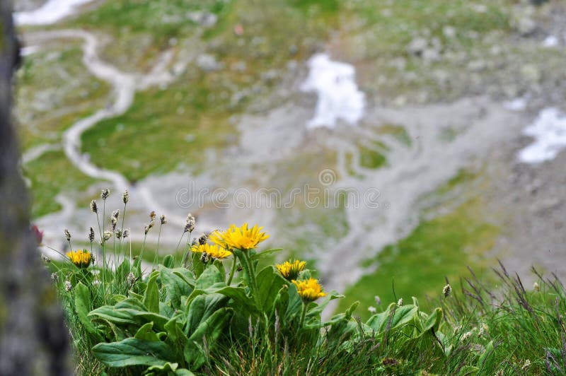 Divoké květiny ve slovenských horách - Vysoké Tatry