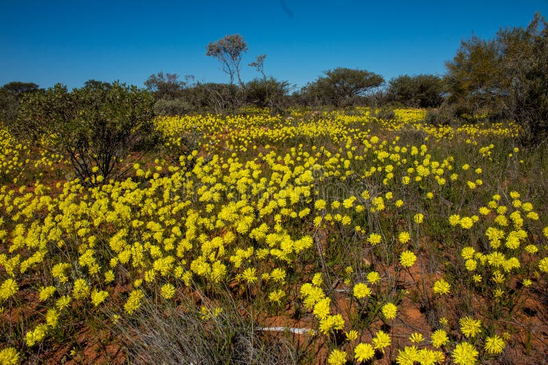Wild Flowers stock photo. Image of outback, subshrub 78394348