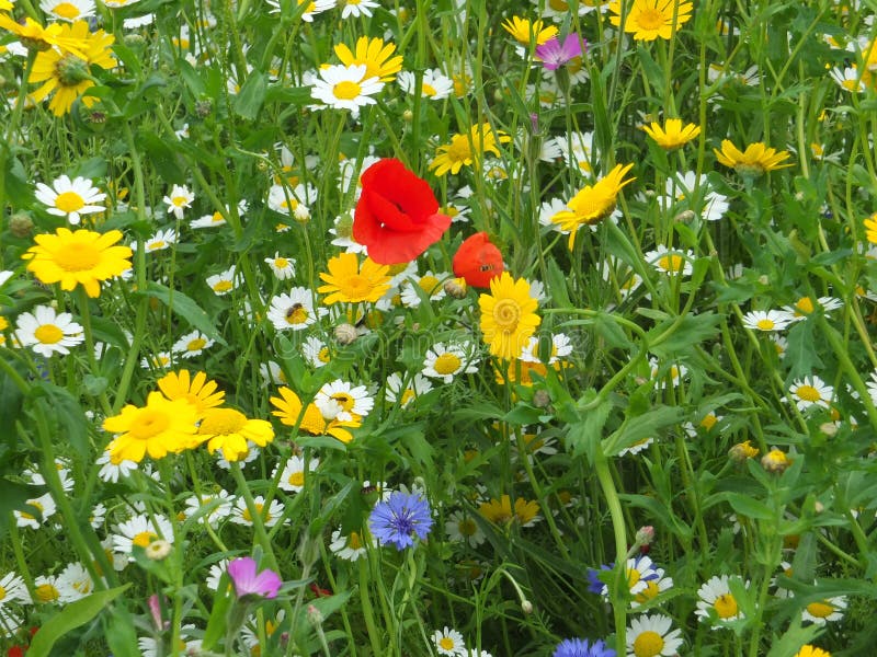 Meadow Full of a Variety of Colorful Wild Flowers Including Blue