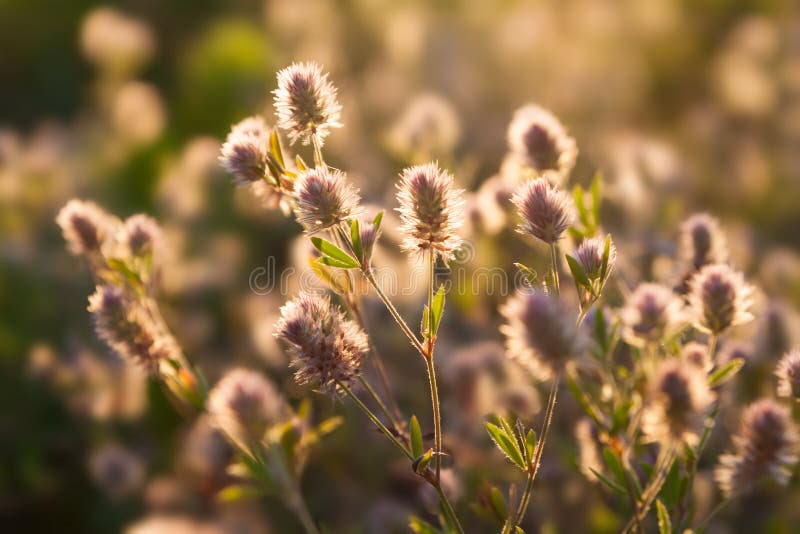 Wild flowers in sun meadow. Morning field background .