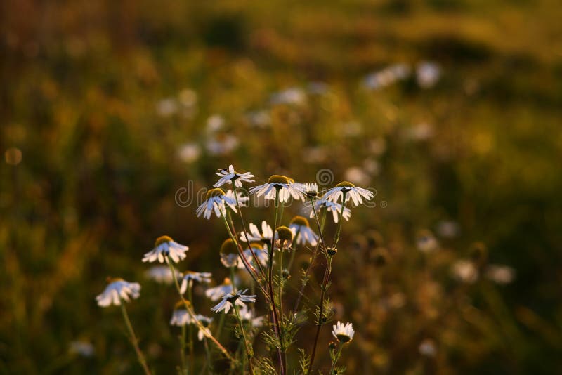 Last flowers stock photo. Image of fading, flowers, hygge 198910168