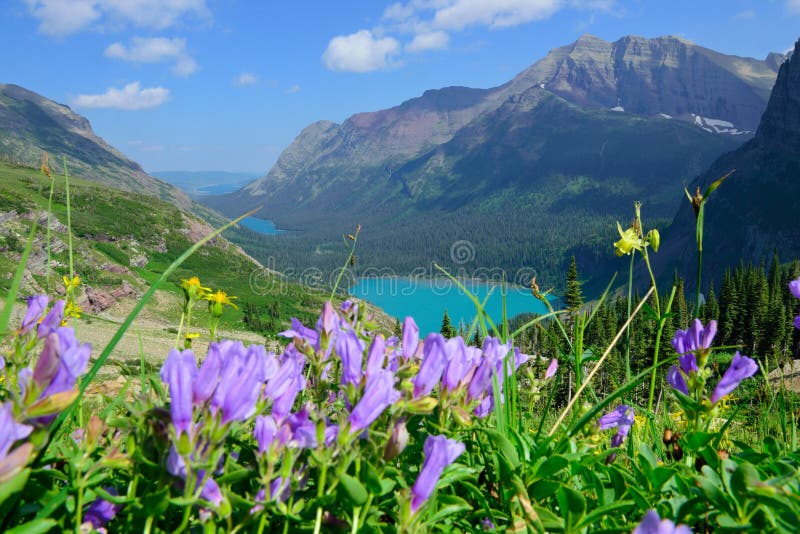Wild flowers on the trail to Grinnell Glacier and lake in Glacier National Park