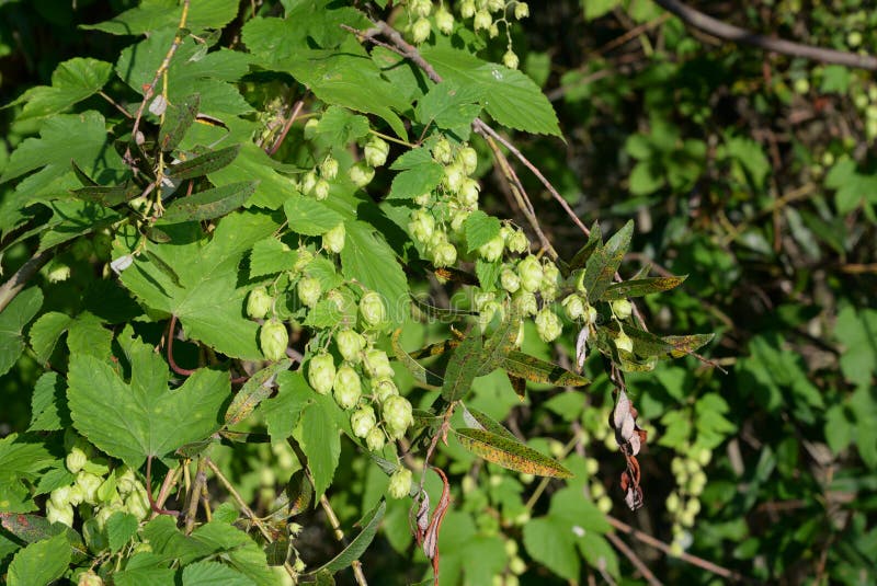 Wild forest hops stock photos Wild forest hops stock photos
