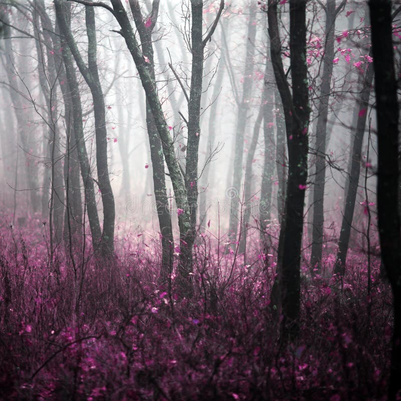 Morning forest in thick fog