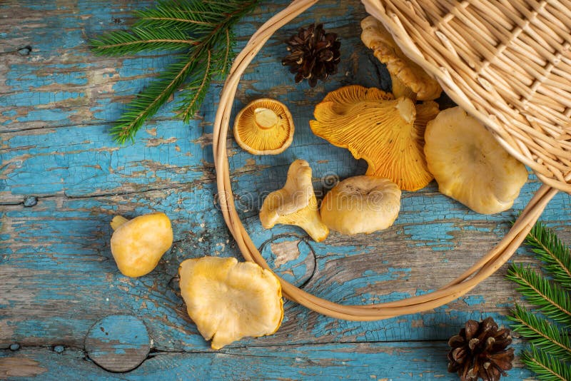 Wild forest mushrooms chanterelles scattered from the basket on old background