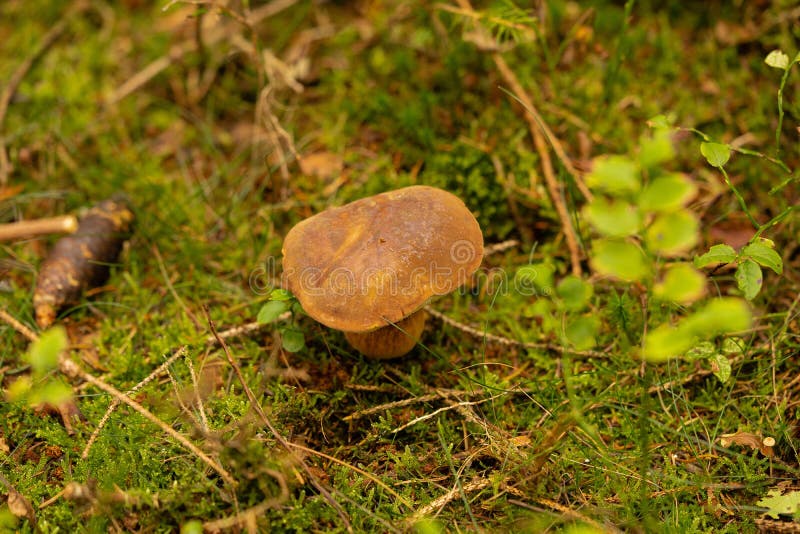 Wild forest Mushrooms stock photo. Image of brown, healthy 260341998