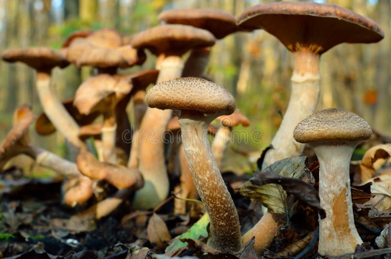 Wild Forest Mushrooms Grow in the Autumn Forest Stock Image Image of fresh, edible 259670621