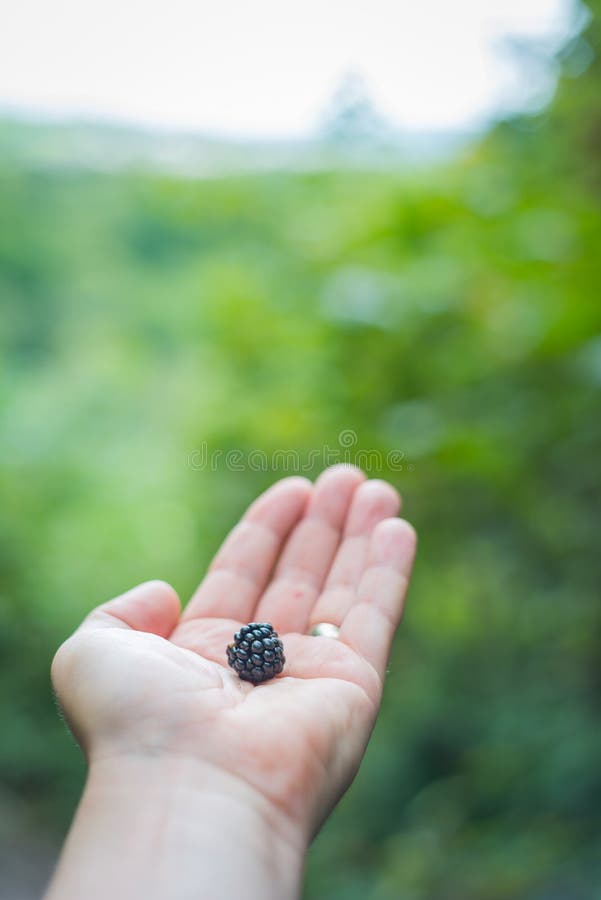 First Blackberry Flower of Spring. Stock Photo Image of blackberries