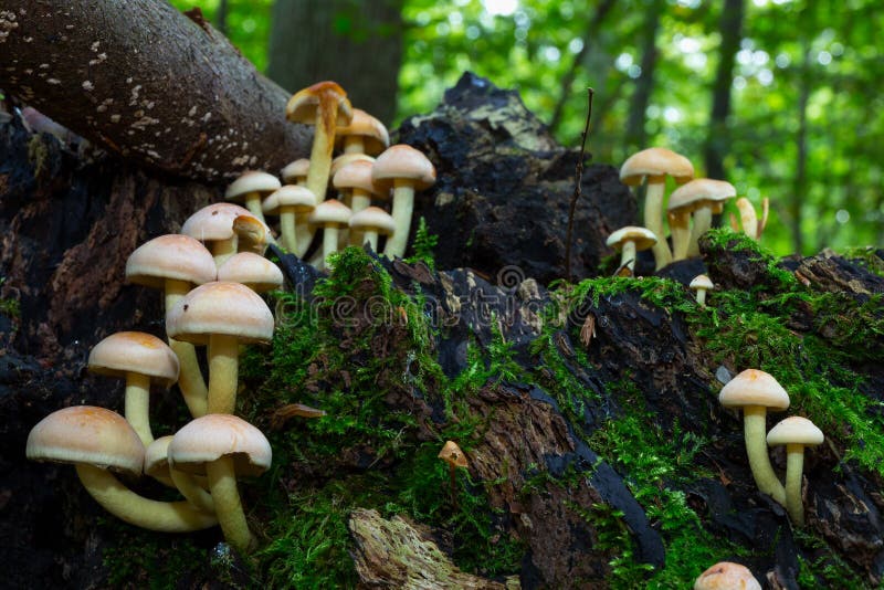 Wild forrest mushroom