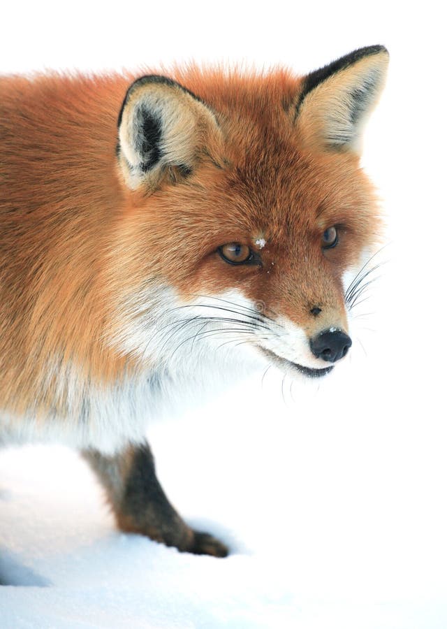 Wild fox stock image. Image of eyes, wild, attention, protected 3992503
