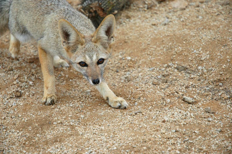 Wild fox of Chile s Atacama Desert