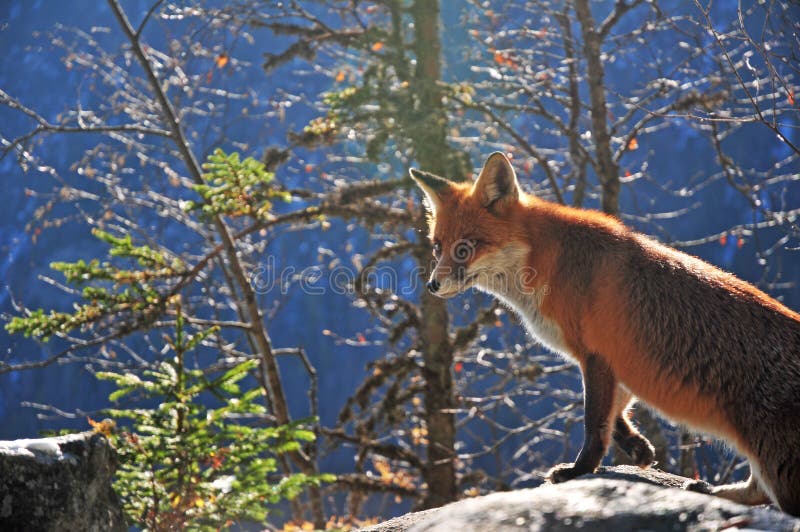 Wild fox in the Tatra Mountains