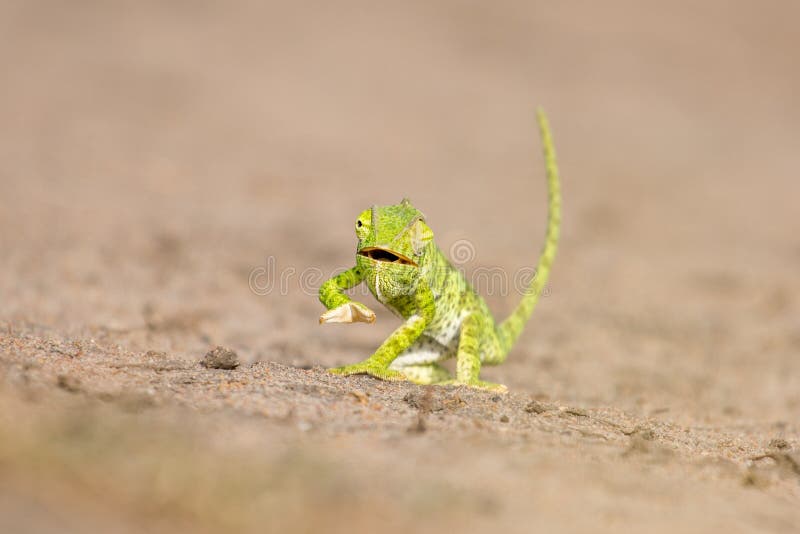 Wild and Funny Chameleon Walking on the Sand Ground with Blurred Green