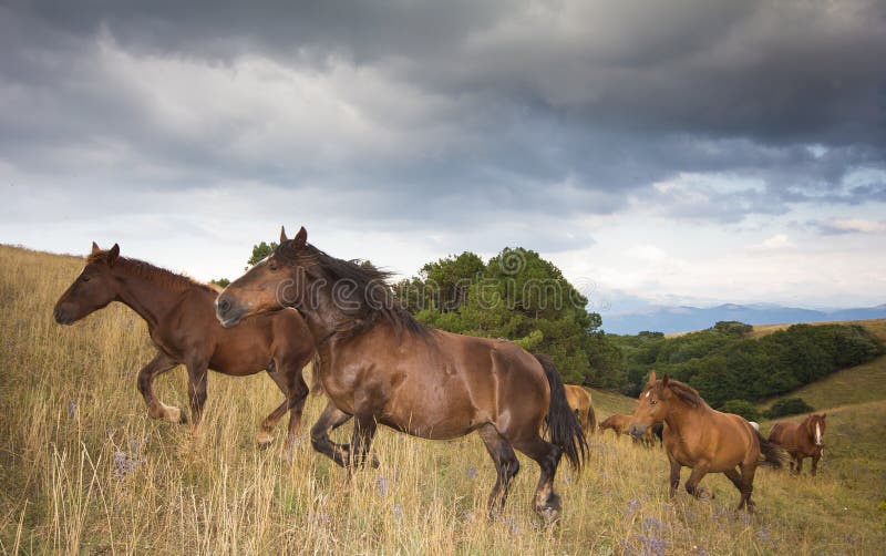 Wild gallop horses