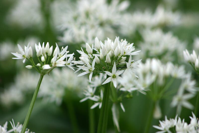 Wild garlic
