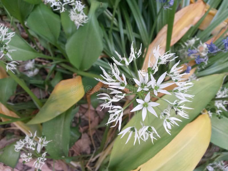 Wild Garlic blooming white stock photos Wild Garlic blooming white stock photos