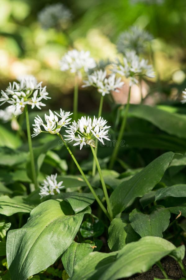 Wild garlic with blossoms