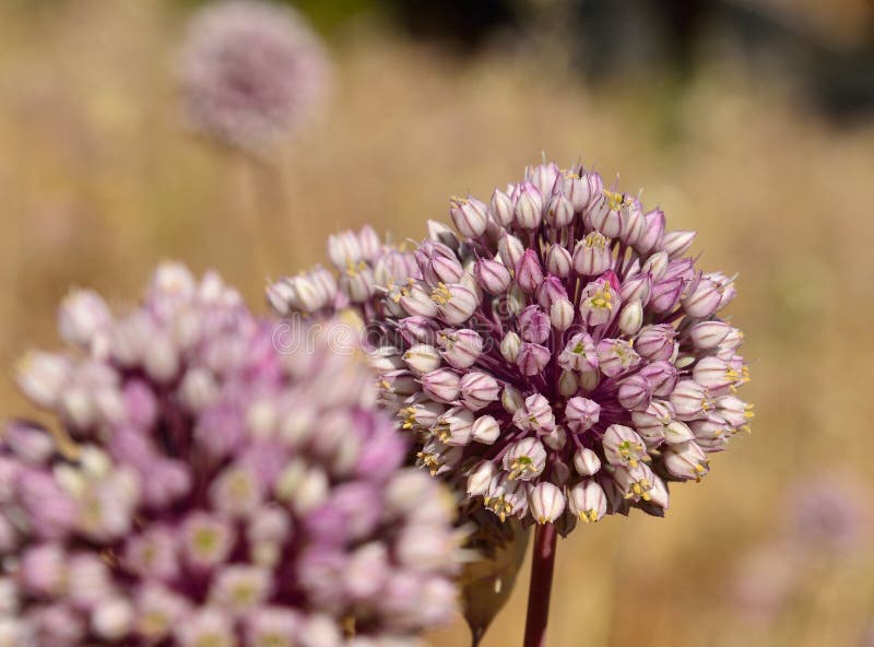 Wild garlic flowers stock image. Image of ecological 97859589