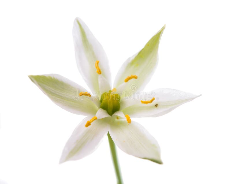 Wild garlic flowers