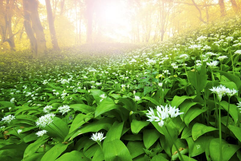 Wild garlic forest