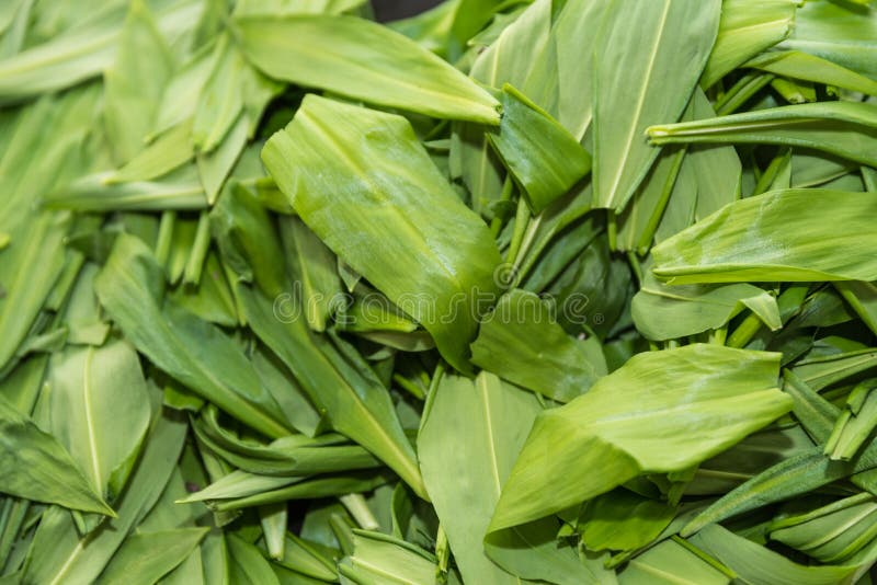 Wild Garlic Leaves are Dried Stock Photo Image of danger, officinal