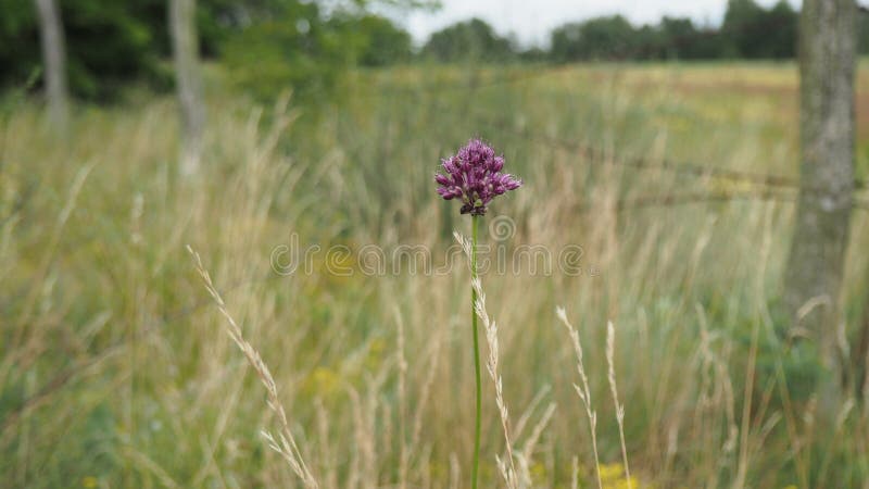 Wild garlic stock photo Wild garlic stock photo