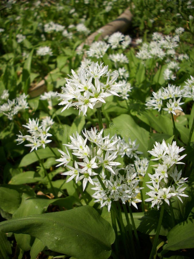 Wild garlic