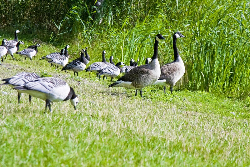 Wild geese in the park stock image. Image of lead, grass 20144095