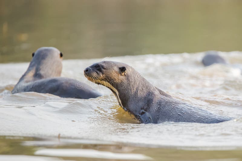 Wild Giant Otters Wading in Swirl of Water