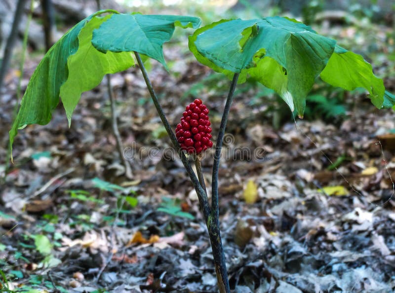 A rare and elusive wild American ginseng plant (Panax quinquefolius) found growing deep in a dark forest. The ginseng plant has curative properties and is used as an herbal remedy but is protected by law in many areas since it is an endangered species. A rare and elusive wild American ginseng plant (Panax quinquefolius) found growing deep in a dark forest. The ginseng plant has curative properties and is used as an herbal remedy but is protected by law in many areas since it is an endangered species.