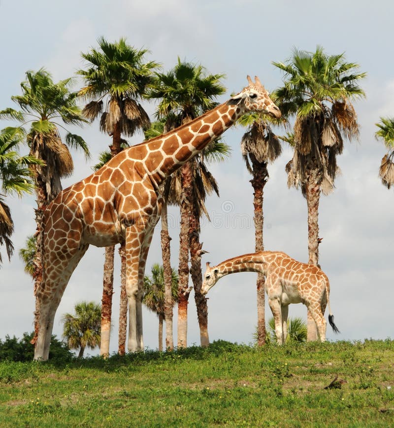 Wild giraffe