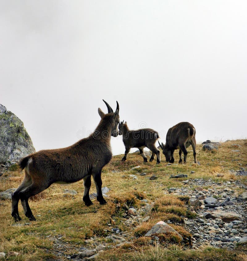 Wild goat at Alps stock image. Image of animals, europe - 185277581