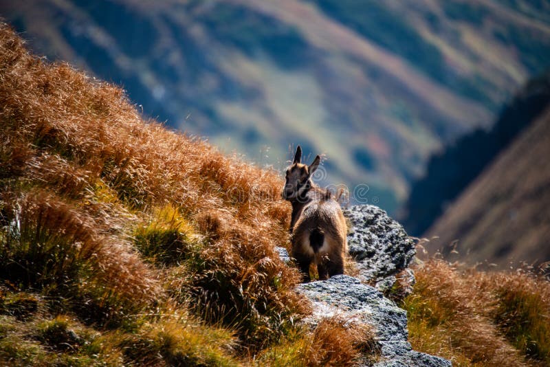 Divoké kozy odpočívající a krmící se na horských pastvinách
