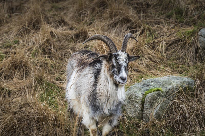 Goats at the Wild Goat Park in Galloway Forest Park. Stock Image
