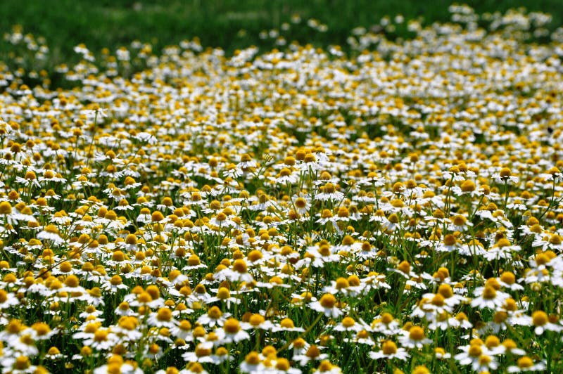 Wild gold chamomile field