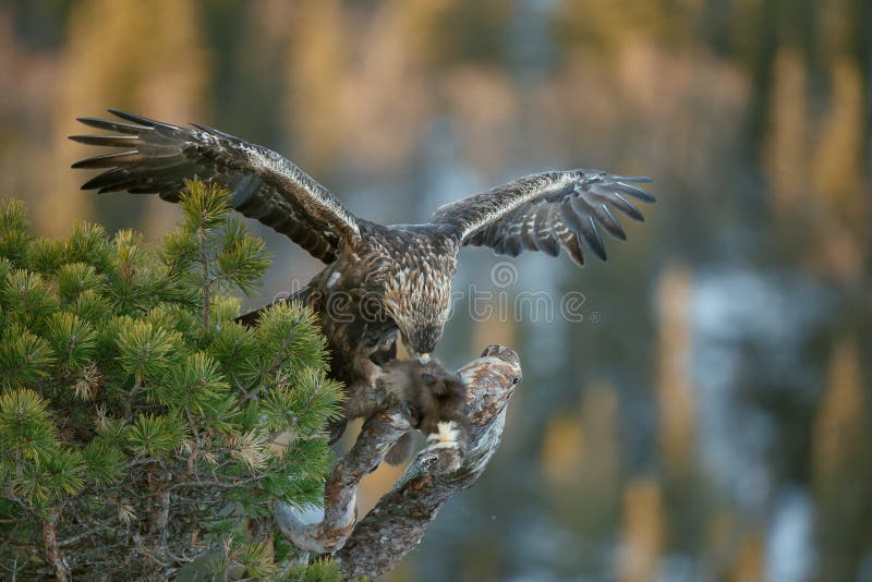 Wild golden eagle