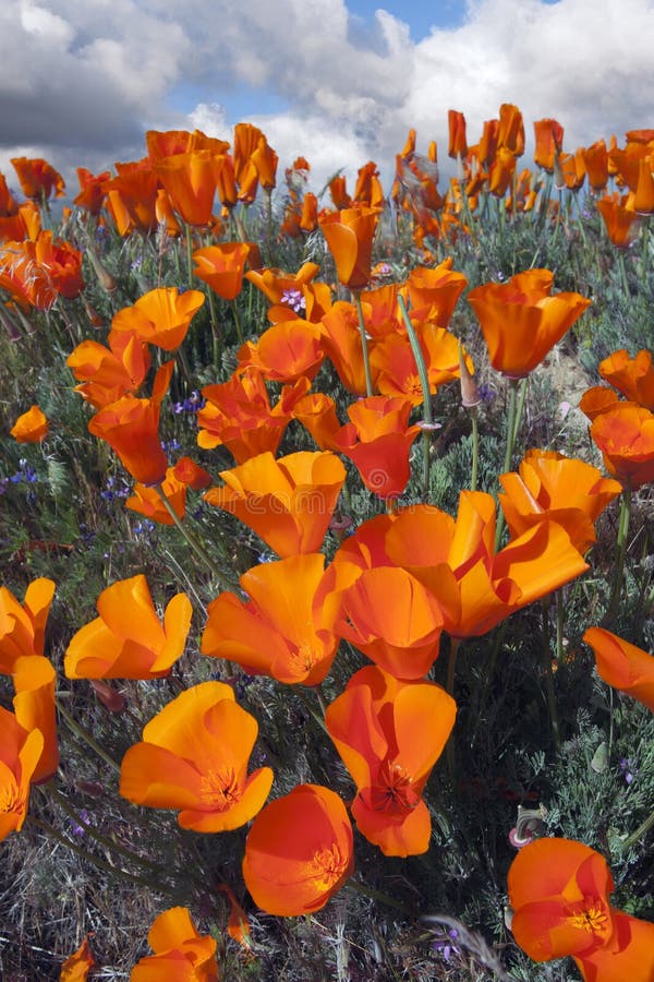 Wild Golden Poppies